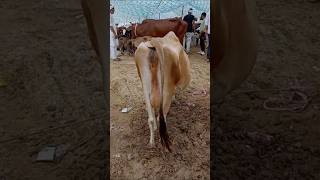 jarsi cow ytshorts video trending [upl. by Gerik551]