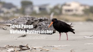 Wild New Zealand The Variable Oystercatcher [upl. by Charlie]