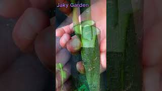 Top grafting technique plant garden fruittreegrafting mango [upl. by Vernor]