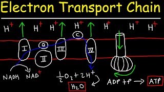 Electron Transport Chain  ATP Synthase Chemiosmosis amp Oxidative Phosphorylation [upl. by Flowers]