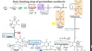 Pyrimidine Metabolism  Dr Mahmoud Ettaweel [upl. by Carmina]