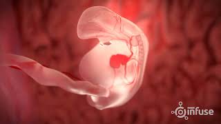 Fetal Development 3D Animation  Infuse Medical [upl. by Eudora61]