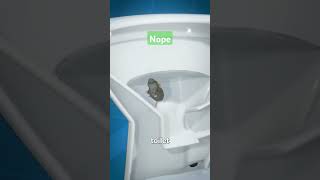 just flush your toilet rat mouse funny [upl. by Hermann715]