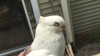 Pigeon overheated panting Gular fluttering [upl. by Anor]