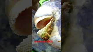 തത്തമ്മ മീൻ Humphead wrasse kerala calicut kozhikode reeels Humpheadwrasse fish [upl. by Happy]