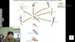 Convergent evolution and divergent evolution vs parallel evolution [upl. by Penhall]