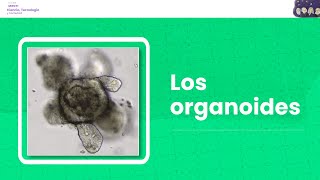 Los organoides [upl. by Saiff]