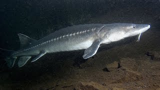 Facts The White Sturgeon [upl. by Llien]