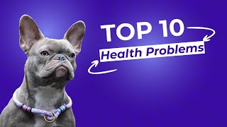 10 Health Issues Commonly Associated With French Bulldogs [upl. by Benco]