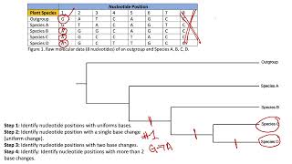 Phylogenetic Tree With Molecular Data [upl. by Wyatan]