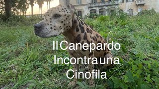 Il Canepardo incontra una cinofila [upl. by Akeemahs956]