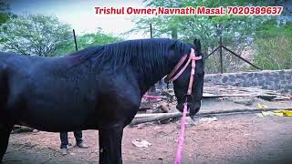 Marwar Horse Breeding Masal Brothers Stud Farm [upl. by Lussi]