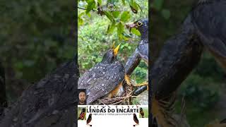 As Aves e o Milagre da Vida lendasdoencarte aves passaros viralvideo birds fauna curiosidades [upl. by Dilisio271]