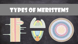 Types of Meristems  Plant Biology [upl. by Zoarah]