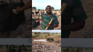 💥😱😱 இந்த ஒத்த மாட வச்சு தான்யா quot300 மாடு வந்துச்சுquot  jallikattu  pastoralism  education [upl. by Adnerol636]