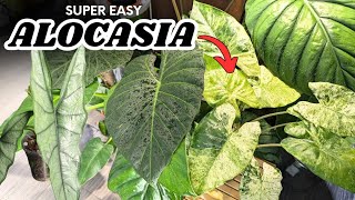 Easiest alocasias even for beginners [upl. by Marela66]