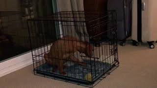 Crate Training with Vizsla Puppy “Beware of watching this video” [upl. by Lalo]