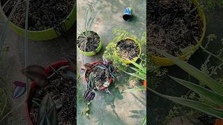 Poting A Hanging Plant  How To Planting shortvideo shortvideos shorts gardening garden [upl. by Amsirp]