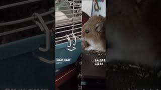 hamsters hamstersshow hamsterland cuteanimal edit hamsterbabys [upl. by Ainej]