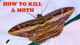 HOW TO EUTHANIZE A BUTTERFLY OR MOTH SPECIMEN [upl. by Johnath]