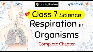 Class 7 Respiration in Organisms [upl. by Carmella]