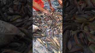 Most Popular Bangali Fish fishing viralvideoシ viralfishing bdfish [upl. by Calabresi]