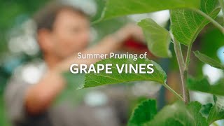 How to prune Grape Vines in summer  Grow at Home  RHS [upl. by Osugi914]