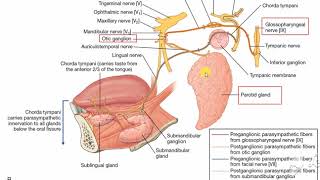 Submandibular salivary gland nerve supply 5 [upl. by Eiramana786]