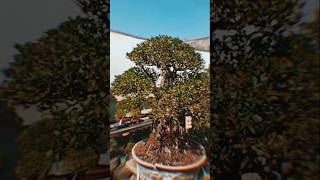 IMPRESIVE BUXUS BONSAI by Bonsai Curitiba bonsaitree art plants nature jardim [upl. by Anital939]