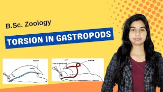 TORSION IN GASTROPODS  B Sc  Zoology [upl. by Jasper267]