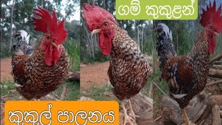 ගම් කුකුළන්Gam kukul palanayaGam kukulan Gam kukul warga [upl. by Eidoow362]