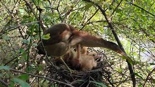 Amazing Gray Heron Bird Nest [upl. by Enialed375]