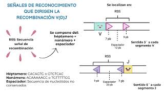 Recombinación V D J [upl. by Aihsenat883]