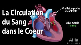 La Circulation du Sang dans le Coeur Animation [upl. by Satsok]