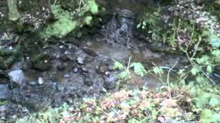 A waterfall in Caerbryn Ammanford Wales [upl. by Nicolis7]