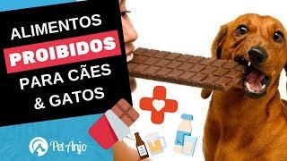 Alimentos proibidos para gatos e cachorros  Papo Pet por Dra Carol Rocha [upl. by Still]