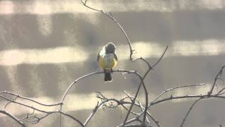 Female Vermilion Flycatcher [upl. by Annaeg102]