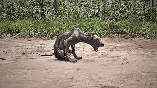 A neglected stray dog lived by the garbage dump skeletal like a bat no one willing to come near [upl. by Noired]