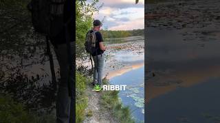 This is FROGGIN heaven bassfishing bassfishinglife fishing bass fishingvideo fish bassfish [upl. by Zavras]