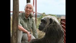 Jane Goodall Bio Pic in the works from Producer Leonardo DiCaprio [upl. by Inerney]