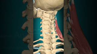 Scalenus medius muscle action Vertebral column contralateral rotation [upl. by Aieken]