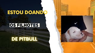 Filhotes de Pitbull com 30 dias como estão [upl. by Ramses335]