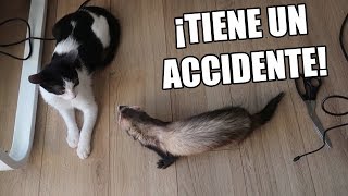 EL BEBÉ GATO TIENE UN ACCIDENTE JUGANDO CON EL HURÓN Me llamo Dani [upl. by Loeb]