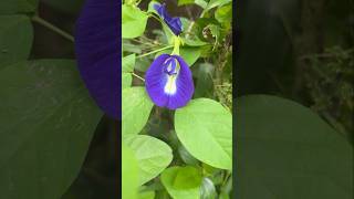 Blue Butterfly Pea Flower with health benefits shorts viralshorts butterflypeatea [upl. by Myrtie]