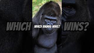 Gorilla vs Chimpanzee 😱🤯  Which Animal Wins [upl. by Shaper69]