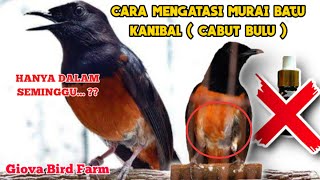 CARA MENGATASI MURAI BATU KANIBAL CABUT BULU [upl. by Shaughn]