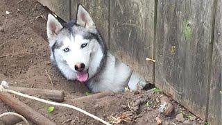 Huskies are known for being escape artists Funniest Dogs Ever [upl. by Hertzog132]