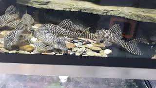 Hypancistrus sp L066 King Tiger Pleco [upl. by Assenej]