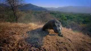 Rise of Animals with David Attenborough  Trailer [upl. by Emina]