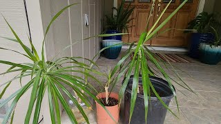 Propagating Dracaena from Cuttings with all updates [upl. by Frasier]